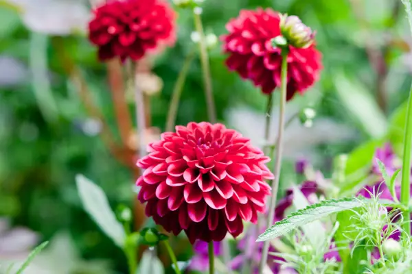 Dahlia 