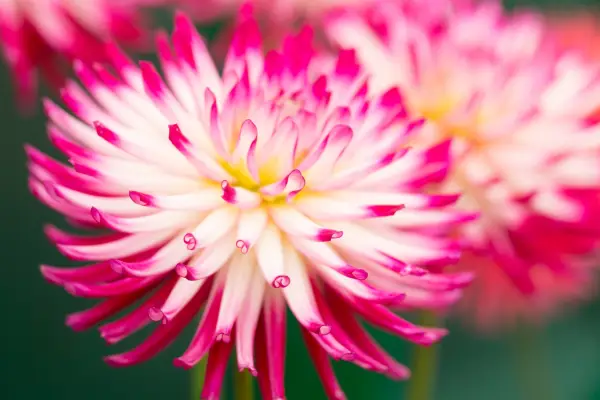 How to grow dahlias Dahlia 