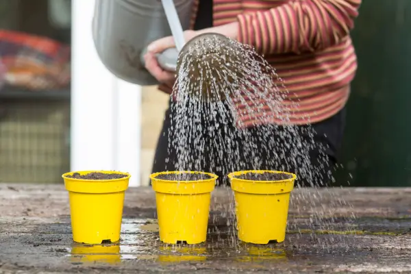 Growing peppers - sowing pepper seed