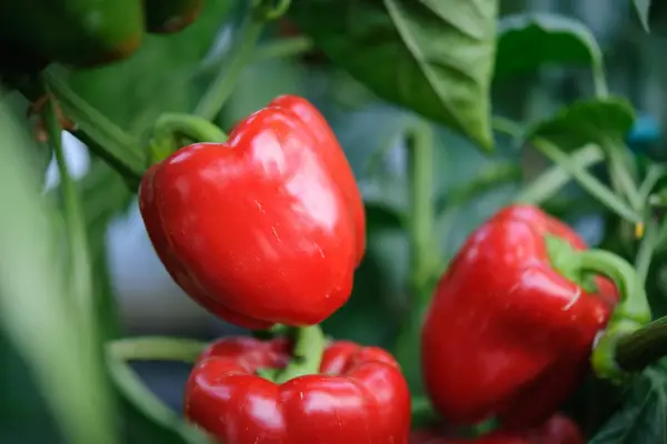 How to grow peppers - how to store peppers