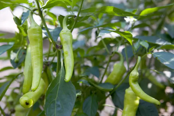 How to grow sweet peppers - sweet pepper 