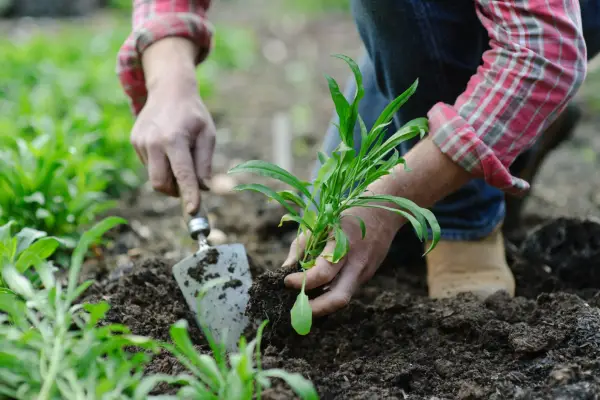 Planting out young erysimums