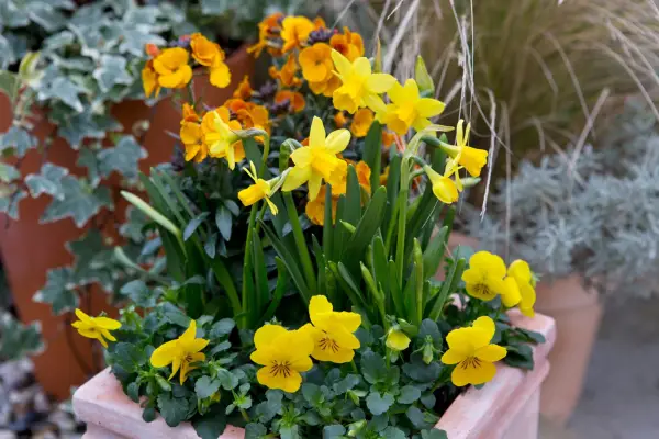 How to grow wallflowers - problem solving
