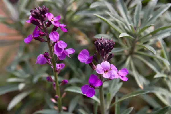 How to grow wallflowers
