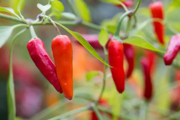 How to garden without a garden - grow chillies