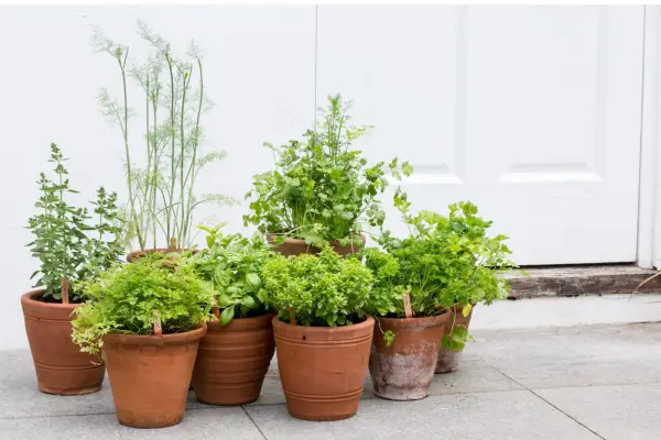 How to garden without a garden - grow herbs