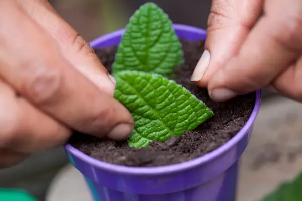 How to garden without a garden - propagate houseplants