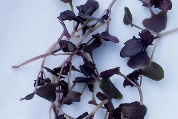 How to garden without a garden - grow microgreens
