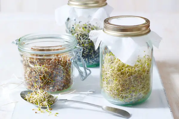 How to garden without a garden - grow beansprouts