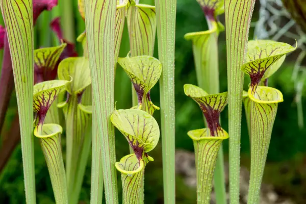 How to garden without a garden - grow carnivorous plants
