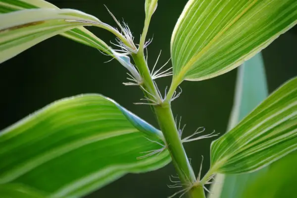 Hibanobambusa tranquillans 