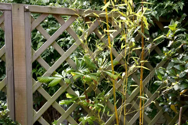 How to grow bamboo - types of bamboo to grow