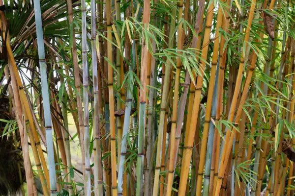 Blue bamboo, Himalayacalamus hookerianus, Getty Images