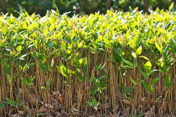 Shibataea kumasaca, Getty Images