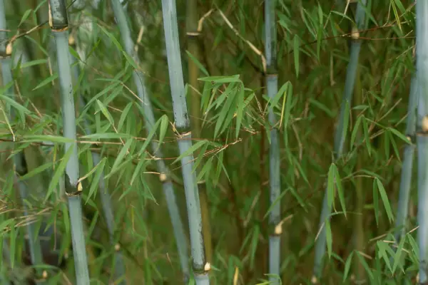 Thamnocalamus crassinodus 