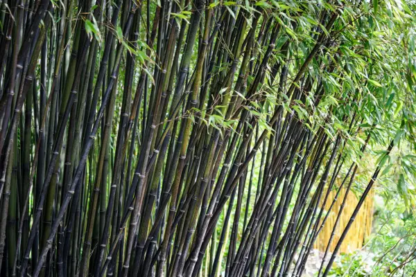 Phyllostachys nigra
