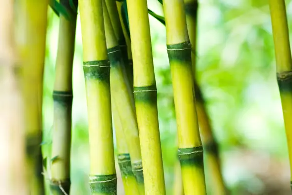 How to grow bamboo