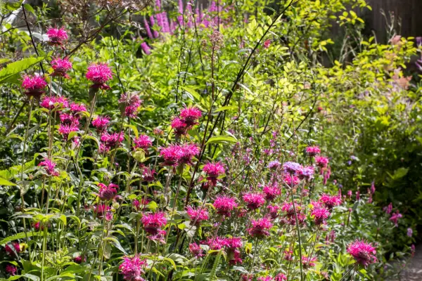 Hvordan man dyrker bi balsam