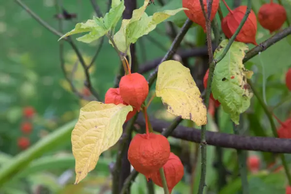 Chinese lantern plants die down over winter
