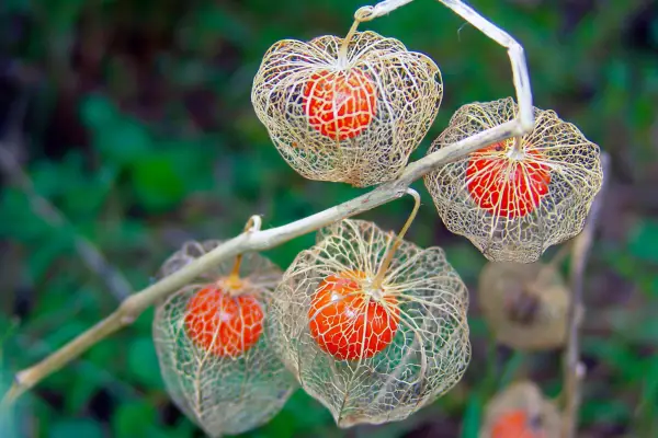 Mature fruits of Chinese lantern plant. Getty Images