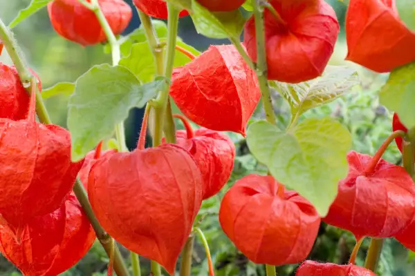Chinese lantern, Physalis alkekengi