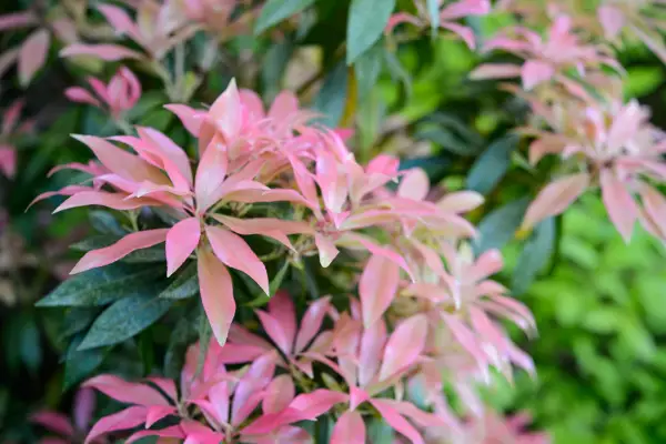 How to grow pieris - where to grow pieris