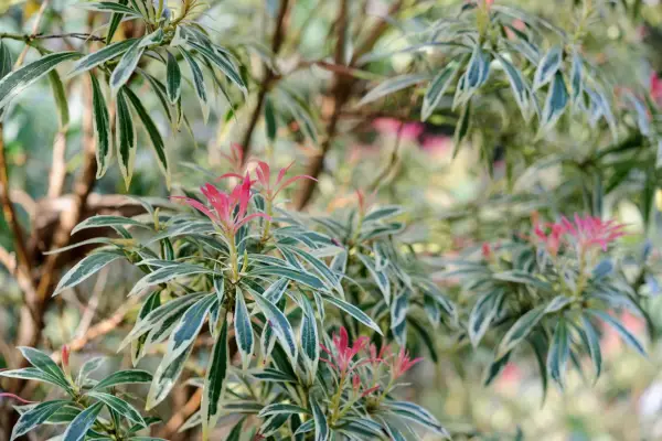 How to grow pieris - varieties to try