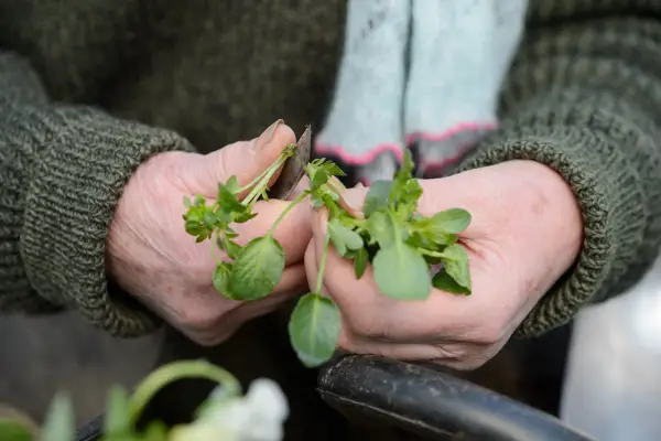 Taking cuttings of sweet violet