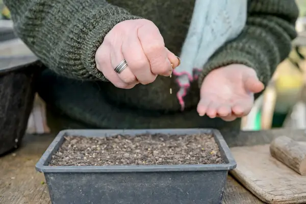 Sowing violet seed