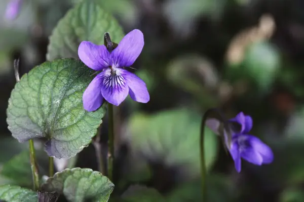 Dog violet, Viola riviniana. Getty Images