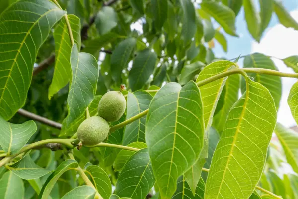 English walnut leaves. Getty Images