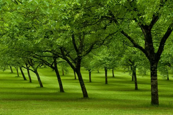 Walnut trees in the Dordogne. Getty Images