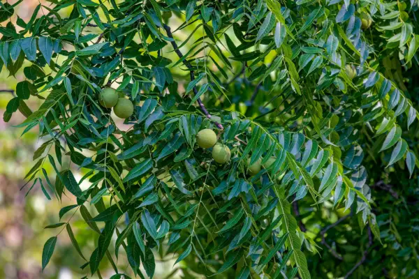 Black walnut. Getty Images
