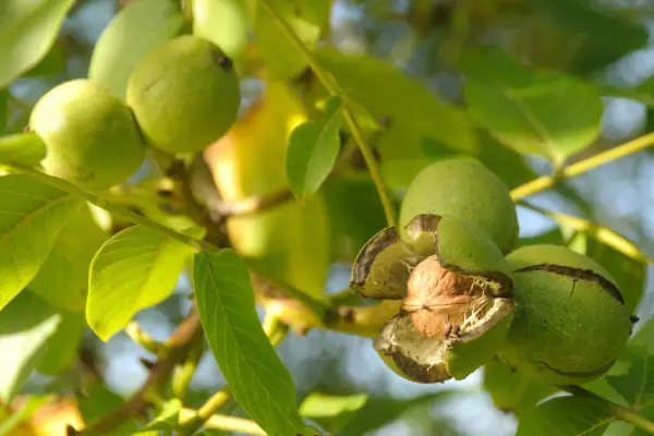 Walnuts. Getty Images