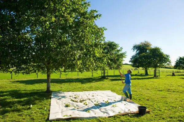 Harvesting walnuts. Getty Images