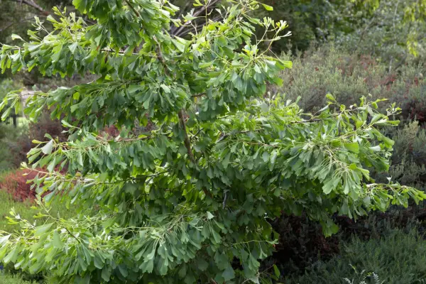 진고 나무를 심는 방법