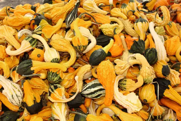 Crookneck squashes. Getty Images