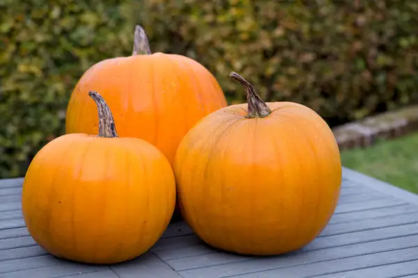 Squash ‘Jack o’ Lantern’