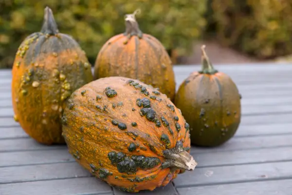 Squash ‘Knucklehead’