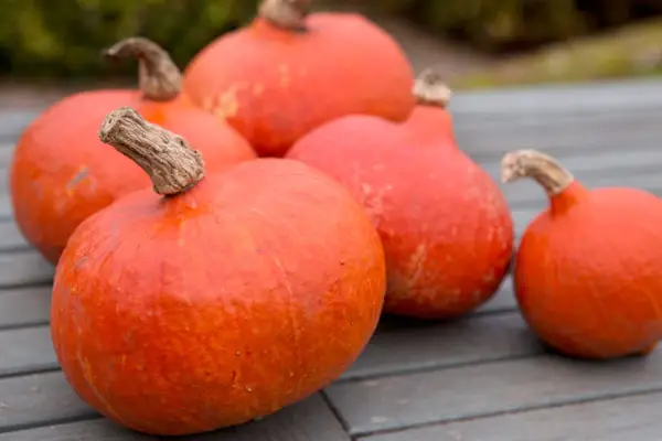 Squash ‘Uchiki Kuri’