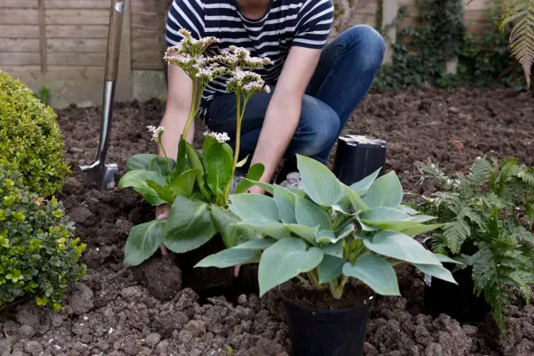 Planting a bergenia next to a hosta