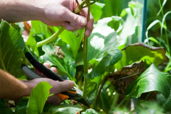 Deadheading bergenia flowers