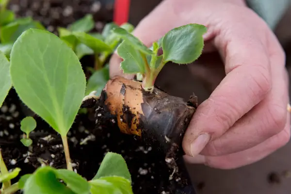 Sprouted begonia rhizome cuttings