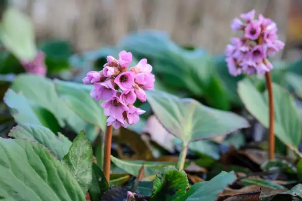 How to grow bergenia – Bergenia x schmidtii