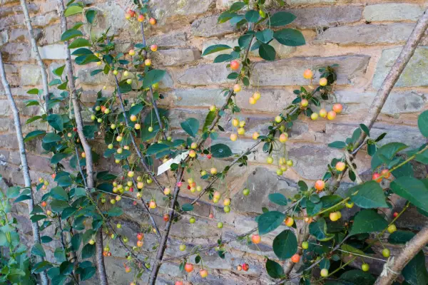 How to grow cherries - fan-trained Morello cherry tree