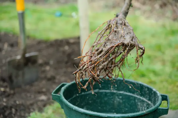 How to grow cherries - planting a bare-root cherry tree