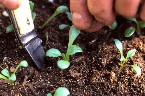 Transplanting dahlia seedlings