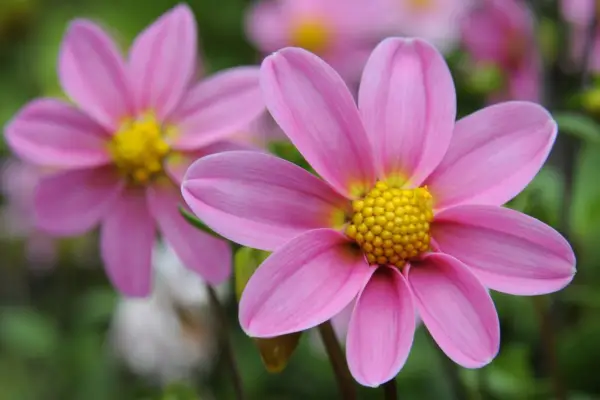 How to grow dahlias from seed