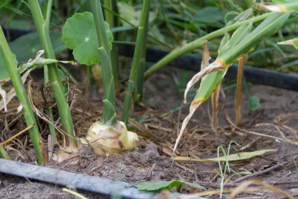 Growing ginger - mature ginger plant growing with the root exposed