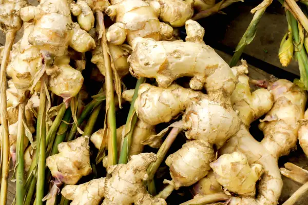 Freshly harvested ginger roots
